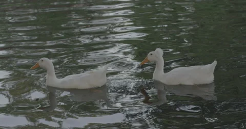 Two white ducks swimming in a pond in slow motion Stock Footage 149326085