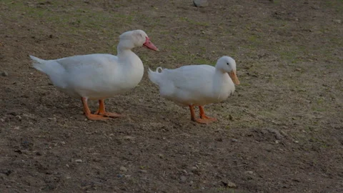Two White Ducks Walking at the Farm Stock Footage 242811977