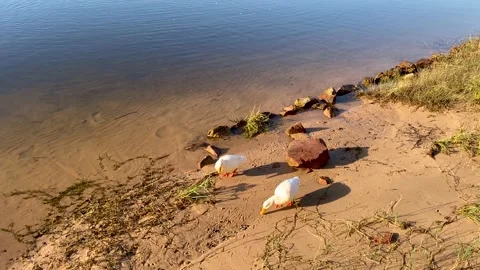 Two white ducks at the water's edge 스톡 동영상 181481162