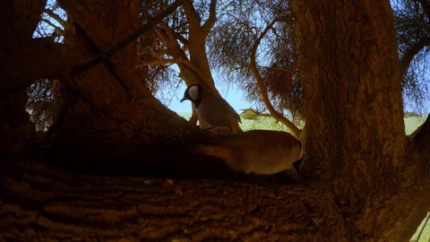 Two White-eared bulbul jump on  brench of big alhagi tree and look for food behi Stock Footage 90626410