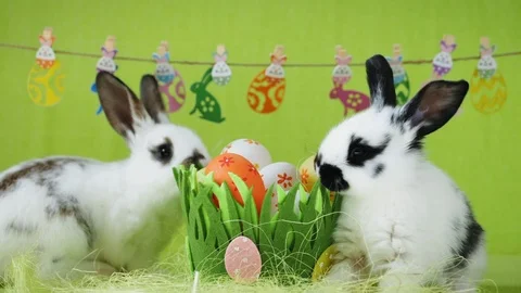 Two white Easter rabbits with black ears Stock Footage 105297514