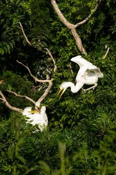 Two white egret chicks with Mom yelling at them in nesting tree Stock-Fotos