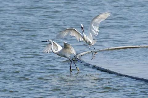 Two white egrets flying over water surface Foto stock