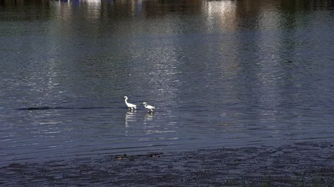 Two white egrets gracefully taking off from water Video stock 339137547