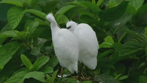 Two white egrets perched on green leafy branches in their natural habitat Stock-Footage 335491237