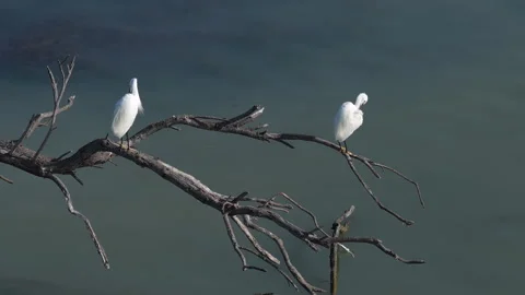 Two white egrets standing on a dead tree branch over water in Camargue France Stock Footage 337987258