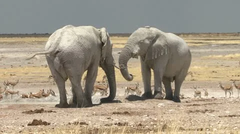 Two white elephants playing/pushing each other 库存影片 10866345