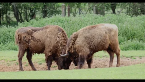 Two White European Bison Locking Horns Stock Footage 337170380