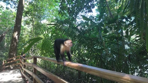 Two white-faced capuchin monkeys (Cebus capucinus) walk along a rail Stock Footage 302692177