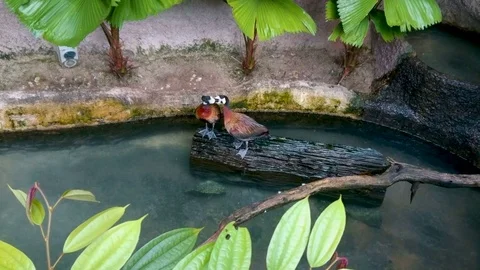 Two White-Faced Whistling Ducks (Dendrocygna viduata)Grooming Each Other Stock Footage 80709312