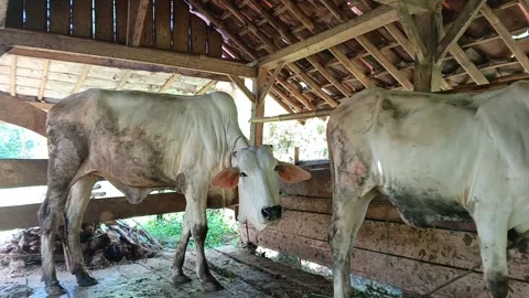Two white farm cows standing inside a traditional wooden cattle pen. Stock Footage 317936788