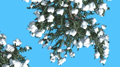 Two White Firs Top Down Covered With Snow Coniferous Evergreen Tree is Swaying Stock Footage 60764489