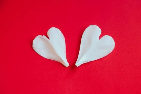 Two white flower petals in shape of heart on red background. Lovers and valen Foto stock