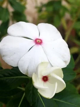 Two white flower  Stock Photos