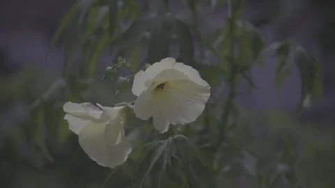 Two White Flowers Blooming on Plant Close Stock-Footage 345030355