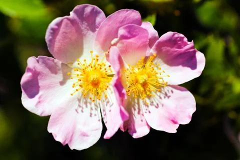 Two white flowers Stock Photos