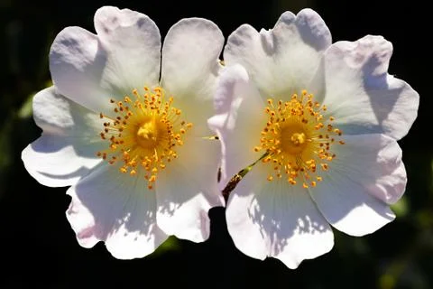 Two white flowers Stock Photos