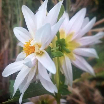 Two white flowers Stock Photos