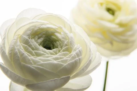 Two white flowers Ranunculus. horizontal photo. Picture in a frame. Universal Foto stock