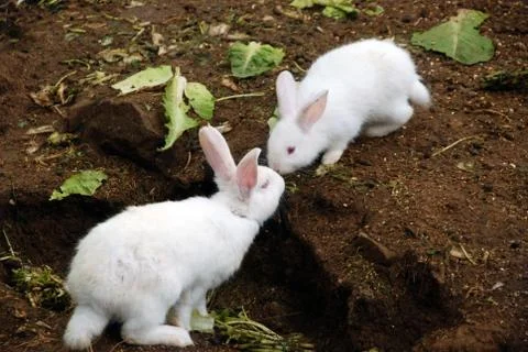 Two white fluffy rabbit Stock Photos
