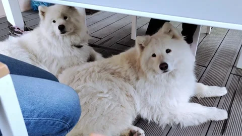 Two white fluffy samoyed spitz dogs on a walk. Stock-Footage 286038219