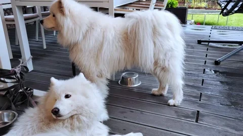 Two white fluffy samoyed spitz dogs on a walk. Stock Footage 286038962