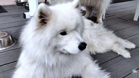 Two white fluffy samoyed spitz dogs on a walk. Stock Footage 286835069