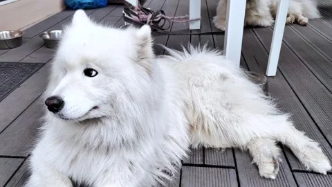 Two white fluffy samoyed spitz dogs on a walk. Stock Footage 287024256