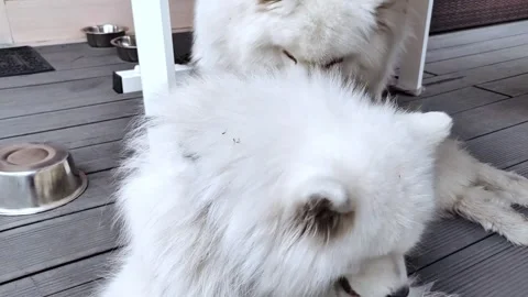 Two white fluffy samoyed spitz dogs on a walk. Stock-Footage 287093265
