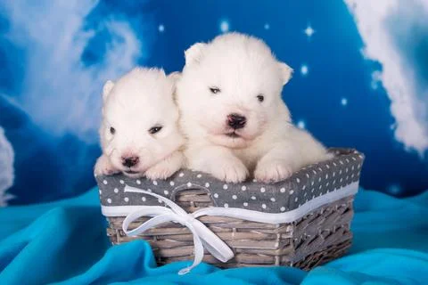 Two White fluffy small Samoyed puppies dogs are on blue background Foto stock