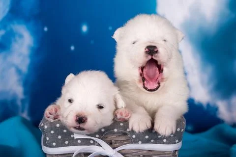 Two White fluffy small Samoyed puppies dogs are on blue background 스톡 사진