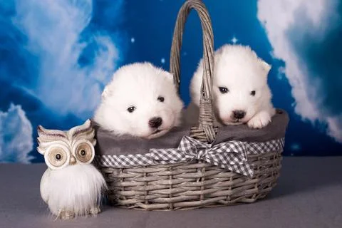 Two White fluffy small Samoyed puppies dogs are on blue background Stock Photos