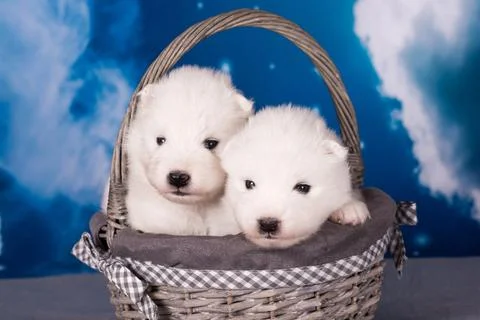 Two White fluffy small Samoyed puppies dogs are on blue background Foto stock