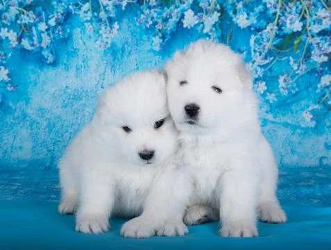 Two White fluffy small Samoyed puppies dogs are sitting on blue background with 스톡 사진