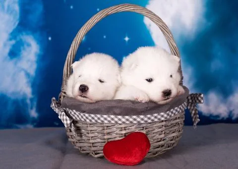 Two White fluffy small Samoyed puppies dogs are on blue background 스톡 사진