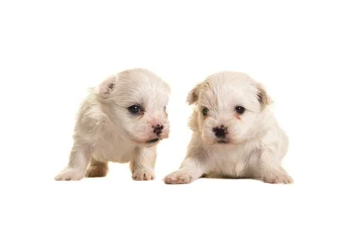 Two white four weeks old boomer puppies lying and standing Two white four ... Stock Photos