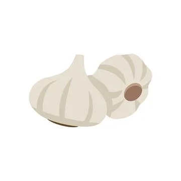 Two white garlic vector illustration isolated on white background Stock Illustration
