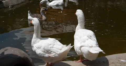 Two white geese are standing on the shore of a pond. Waterfowl Stock-Footage 316840103