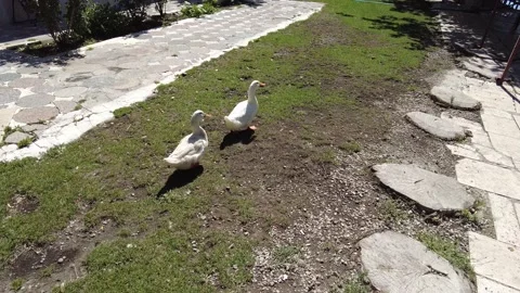 Two white geese are walking in the park. Stock Footage 229117616
