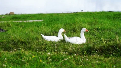 Two white geese on green grass near water Video stock 81121829