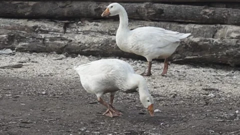 Two white geese in the poultry yard Video stock 161799755