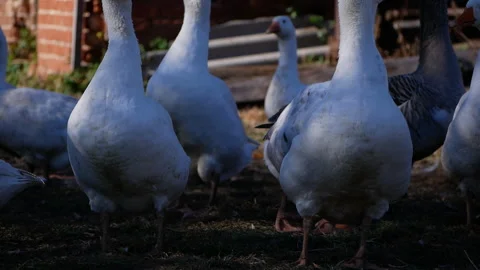 Two white geese stand closely together in a barnyard filled with other geese, Stock Footage 291735806