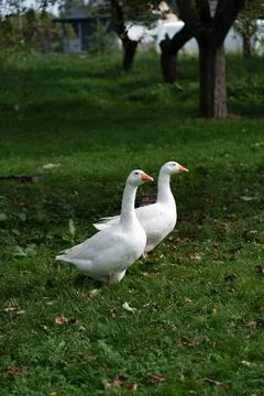 Two white geese standing on lush grass in quiet orchard with soft daylight Stock Photos