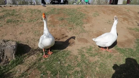 Two white geese standing in park grassland Stock Footage 333611626