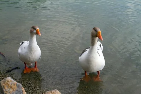 Two White Geese Standing in Shallow Water by the Shore Fotos de archivo