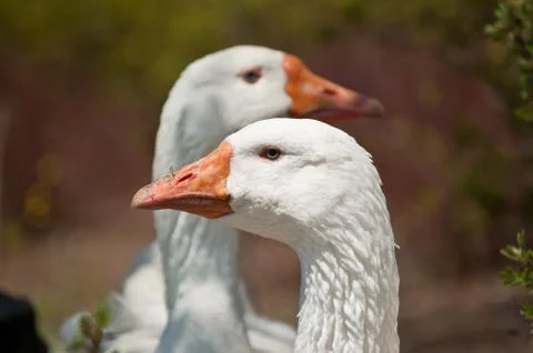 Two White Geese in the Sunlight Stock Photos