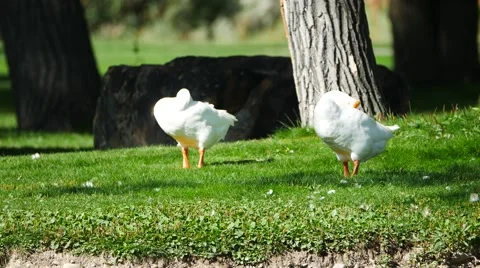 Two white geese taking a nap in the afternoon sun. Filmed in 4K UHD. Stock Footage 54262012