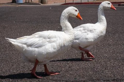 Two white Geese Walking Down the Street Фото