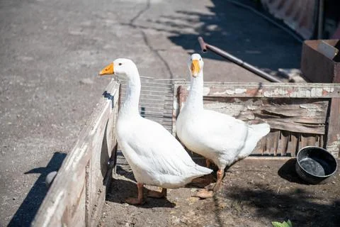 Two white geese walking in the paddock Stock Photos