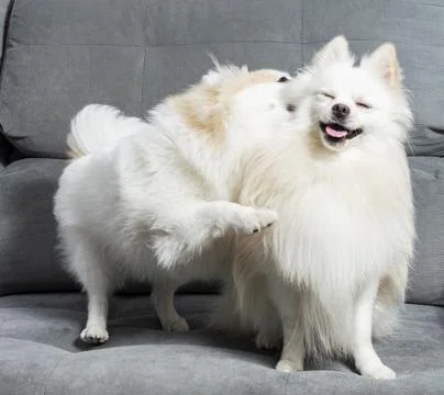 Two white  German Spitz Pomeranian lying down on a grey couch Stock Photos